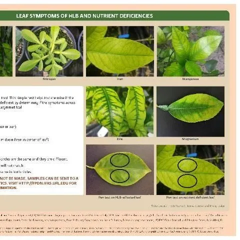 thumbnail for publication: Huanglongbing (HLB; Citrus Greening) and Nutrient Deficiency Identification